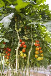 Image du Maroc Professionnelle de  Avec l'introduction des cultures sous abris serres, la région de Dakhla est devenue en très peu de temps célèbre pour ces productions de fruits et légumes destinés à l’export.  Sous d’immenses serres, la production des tomates en grappes bénéficie d’un climat phénoménalement ensoleillé, tempéré et régulier, Mardi 21 Novembre 2006. (Photo / Abdeljalil Bounhar)